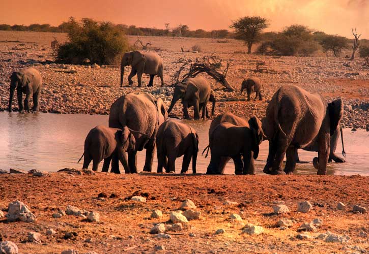 Wildlife Photography 
